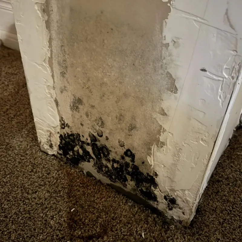 Professional Mold Removal in Texas County, MO